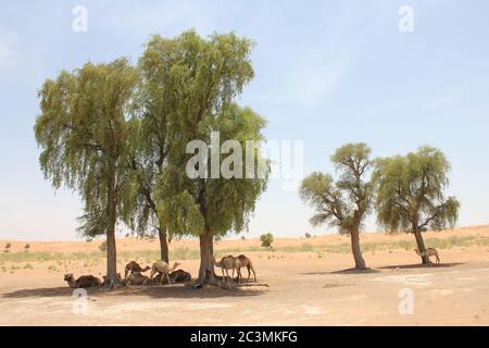 Alberi di faffa sempreverdi resistenti alla siccità (Prosopis cineraria) nelle dune di sabbia del deserto a Sharjah, Emirati Arabi Uniti. Questi alberi sopravvivono nel deserto. Foto Stock