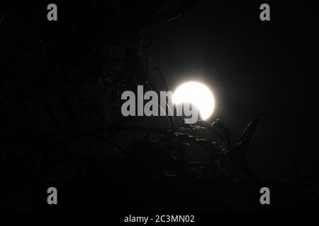 Jinan, provincia cinese di Shandong. 21 Giugno 2020. Un'eclissi solare parziale si osserva a Jinan, nella provincia di Shandong, nella Cina orientale, il 21 giugno 2020. Credit: Yongqiao/Xinhua/Alamy Live News Foto Stock