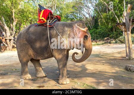 Elefanti Trekking a Pattaya, Thailandia in una giornata estiva Foto Stock