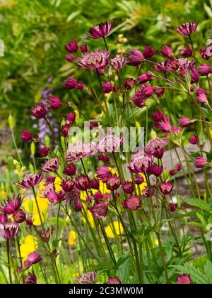 Fiori rossi del magistretto, astrantia Major 'oulin Rouge' Foto Stock