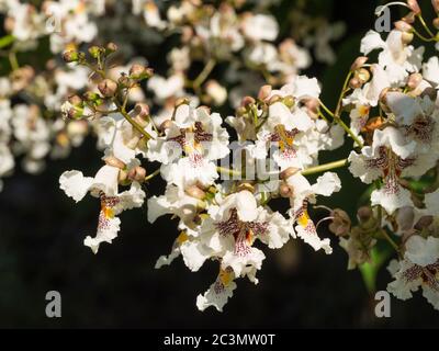 Fiori bianchi macchiati di viola nella panicola dell'albero ornamentale, Catalpa x erubescens 'Purpureaa' Foto Stock