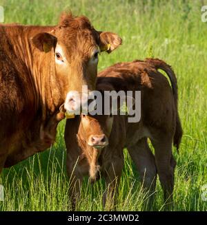 17 giugno 2020. Elgin, Moray, Scozia, Regno Unito. Questo è Rambo il vitello con la madre in un campo in un pomeriggio di sole. Foto Stock