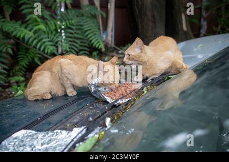 Ginger gatti che hanno pasto su una cappa di auto Foto Stock