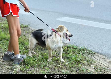 Ragazza in un cappello di paglia estivo lega un cane un piombo sulla strada Foto Stock