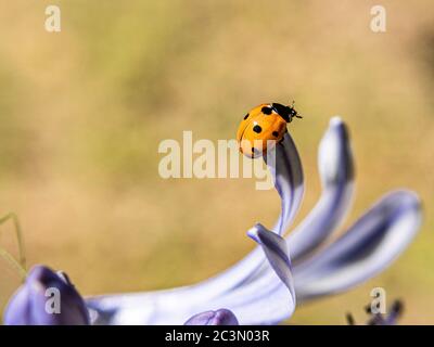 Ladybug nel suo ambiente Foto Stock