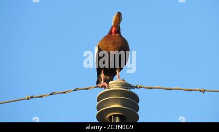 Anatra anatra con il suo fischio e la ribelle nere, seduta su un filo elettrico Foto Stock