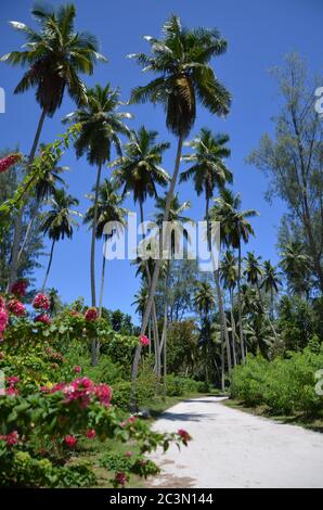 Vicolo di palma frangiato all'isola di la Digue, Seychelles Foto Stock
