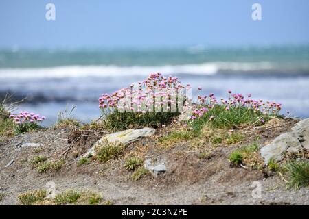 Sea Thrift cresce in grumi di fiori rosa brillante su Tanybwlch beachwear Aberystwyth Galles con il mare sullo sfondo Foto Stock