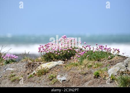 Sea Thrift cresce in grumi di fiori rosa brillante su Tanybwlch beachwear Aberystwyth Galles con il mare sullo sfondo Foto Stock