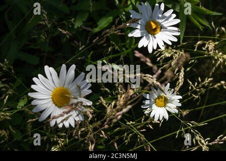 Camomilla Flowers riduce da vicino il contrasto di luce e ombra. Fioritura erba in varietà di erba depositata il caldo giorno d'estate Foto Stock