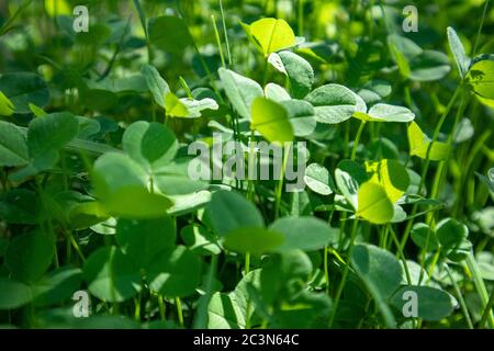 Foglie di trifoglio verde vibrante che crescono su un campo soleggiato da vicino Foto Stock