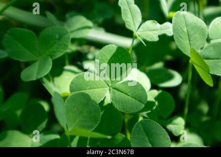 Foglie di trifoglio verde vibrante che crescono su un campo soleggiato da vicino Foto Stock