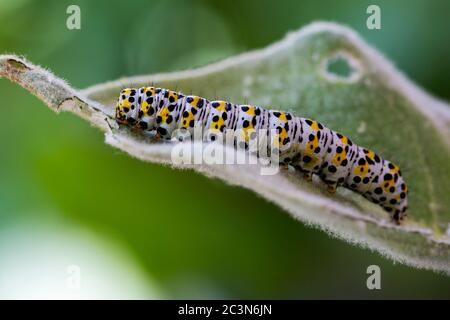 Mullein Moth Cucuillia verbaci caterpillar Foto Stock