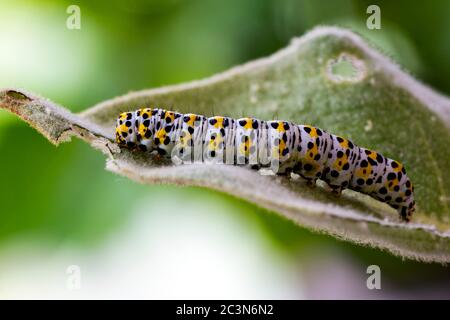 Mullein Moth Cucuillia verbaci caterpillar Foto Stock