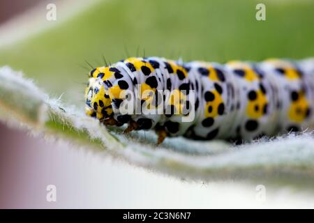 Mullein Moth Cucuillia verbaci caterpillar Foto Stock