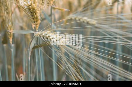 orzo campo in tramonto tempo. orzo semi primo piano Foto Stock