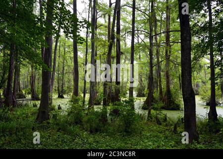 Cypress alberi nelle acque paludose del Merchants Milllond state Park in North Carolina. Foto Stock