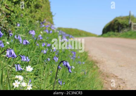 Bluebells (Hyacintoides non-scripta) fiorendo sotto una siepe su una strada che si erge su un giorno di sole Foto Stock