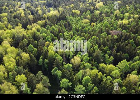 Foto aerea del paesaggio forestale estivo, cime di alberi verdi. Foto Stock