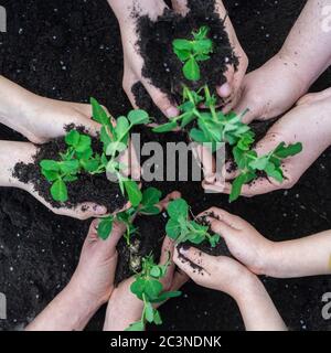 Mani di uomo e donna che lavorano insieme piantando alberi, salvare il concetto del mondo Foto Stock