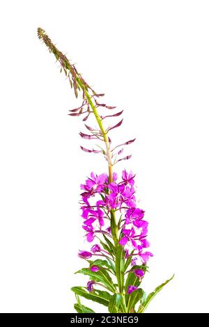 Fiori di salice-erba (Ivan-tea) su sfondo bianco Foto Stock