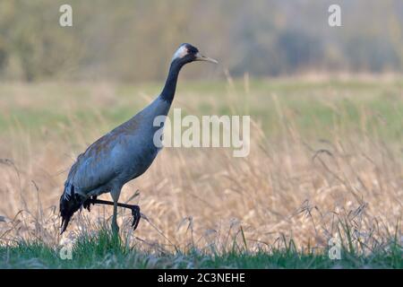 Gru comune, grande uccello grigio Foto Stock