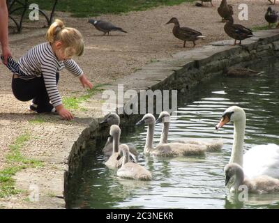 Bedford, Regno Unito. 21 Giugno 2020. La giovane ragazza nutre un cigno e i suoi signetti sul lago a Bedford Park, Bedford, Inghilterra domenica 21 giugno 2020 Credit: KEITH MAYHEW/Alamy Live News Foto Stock