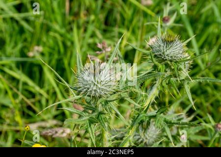 Due alti thistles scozzesi che crescono selvaggi in un campo vicino alla città di Kilsyth in Scozia Foto Stock