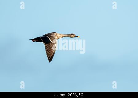 Anatra fatturata in volo Foto Stock