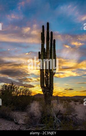 Riserva naturale nazionale di Kofa Foto Stock