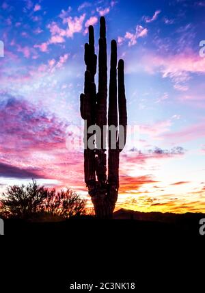 Riserva naturale nazionale di Kofa Foto Stock