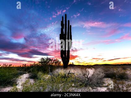 Riserva naturale nazionale di Kofa Foto Stock