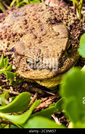 La punta di terra attiva al crepuscolo si insinua fuori del suo nascondiglio nel foraging al crepuscolo Foto Stock