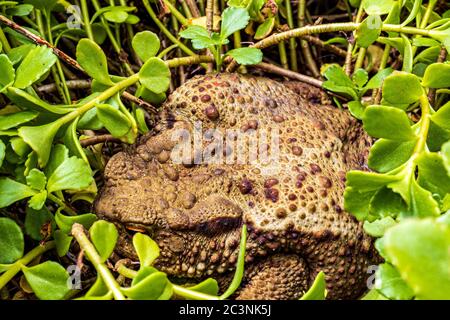 La punta di terra attiva al crepuscolo si insinua fuori del suo nascondiglio nel foraging al crepuscolo Foto Stock