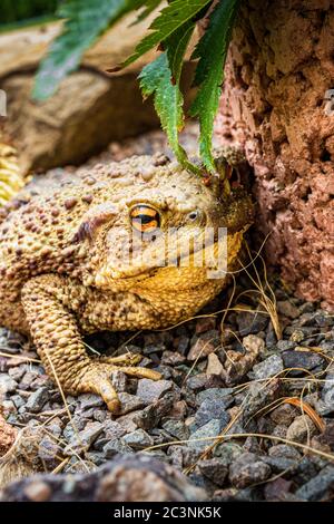 La punta di terra attiva al crepuscolo si insinua fuori del suo nascondiglio nel foraging al crepuscolo Foto Stock