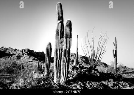 Riserva naturale nazionale di Kofa Foto Stock