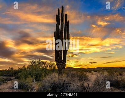 Riserva naturale nazionale di Kofa Foto Stock