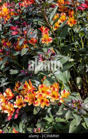 Colorato arancio e giallo Alstromeria Estate indiana 'Testrono' in fiore in tarda primavera / inizio estate in RHS Garden Wisley, Surrey, se Inghilterra Foto Stock