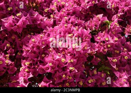 Bougainvillea (Bougainvillea spectabilis) fiorente in profusione, Soller, Maiorca, Spagna, maggio. Foto Stock