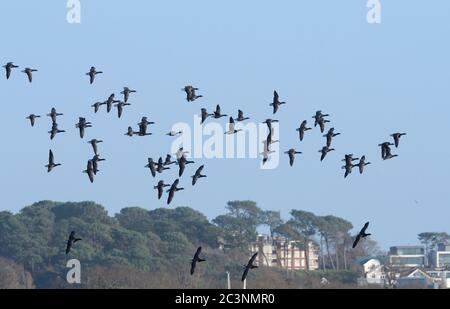 Brent goose (Branta bernica) si affollano in volo su un parco urbano con case sullo sfondo, Poole, Dorset, Regno Unito, dicembre. Foto Stock