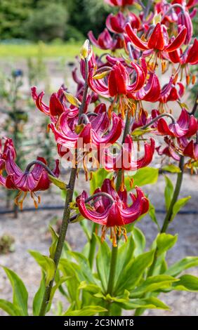 Giglio di Martagon, lilium 'Pepard Gold' in fiore in tarda primavera / inizio estate nel campo di prove a RHS Garden Wisley, Surrey, se Inghilterra Foto Stock