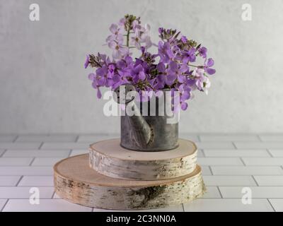 I fiori selvatici viola del razzo di Dame portati all'interno in un metallo annaffiatoio può sedersi sulla cima di due pezzi di legno reale su un banco di piastrelle bianche della metropolitana con Foto Stock