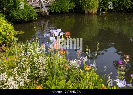 Iris Ensata 'Kozasa Gawa' in fiore in tarda primavera / inizio estate al RHS Garden Wisley, Surrey, sud-est Englad Foto Stock