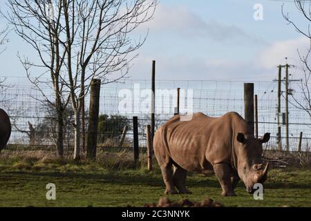 Un Rhino Bianco Africano in una fattoria zoo Foto Stock