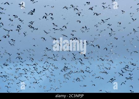 Denso gregge di Lapwings (Vanellus vanellus) e Dunlin (Calidris alpina) in volo in testa, Severn estuario, Gloucestershire, Regno Unito, gennaio. Foto Stock