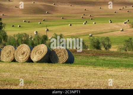 Bellissimo paesaggio di campagna vicino a Siena in Toscana. Balle di paglia rotonde fieno palle in campi raccolti e cielo blu. Foto Stock