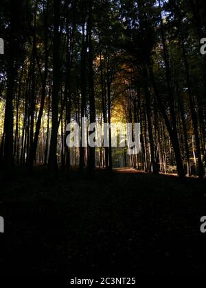 Verticale bellissimo scatto di una foresta ombreggiata - grande per sfondi Foto Stock