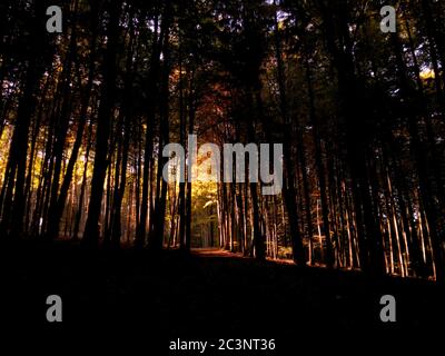 Immagine verticale mozzafiato di una foresta dorata ombreggiata - grande per sfondi Foto Stock