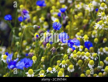 Fiori di mais e margherite in un campo di fiori selvatici vicino West Wickham a Kent, Regno Unito. Bella scena nella campagna inglese con fiori di mais e margherite Foto Stock