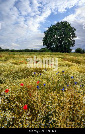 Papaveri in un campo di fiori selvatici vicino West Wickham a Kent, Regno Unito. Bella scena nella campagna inglese con papaveri, fiori di mais e margherite Foto Stock